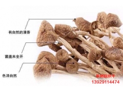 茶树菇烘干|茶树菇干燥|茶树菇烘干机|热泵烘干机图3