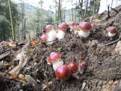 赤水·竹林赤松茸高山原生态竹林旅游城市种植图1
