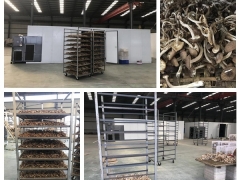 茶树菇烘干机价格 茶树菇烘干机厂家图1