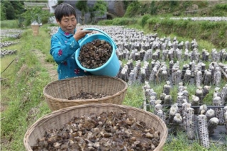 彭水梅子垭镇：黑木耳成致富“金耳朵”