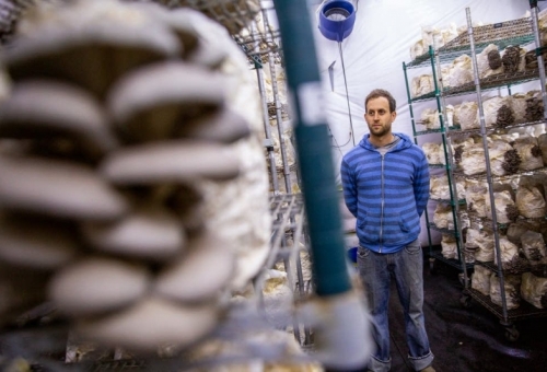 Development plans dampen mushroom grower