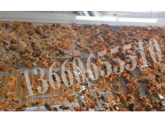 自用活蛹虫草供应图1