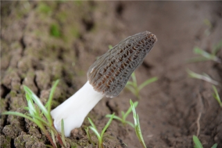 “菌中之王”羊肚菌在兴平引种成功