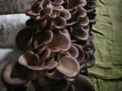 批发青岛平菇菌种高温平菇种植技术免费指导图1