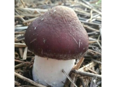 供应大球盖菇菌种栽培种菌包菌棒