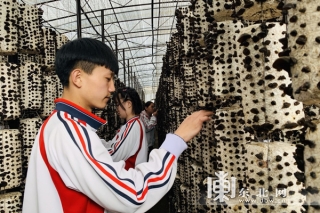 東寧市做強食用菌實訓(xùn)基地 服務(wù)黑木耳產(chǎn)業(yè)發(fā)展 ()