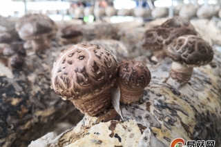 黑龙江拜泉:食用菌大棚里培育出脱贫希望