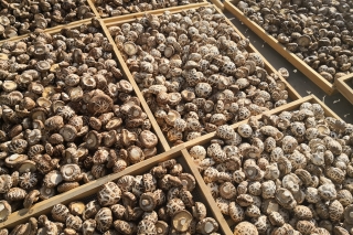 北湖区扎实开展高山反季节食用菌技术指导