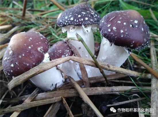 东木西草8