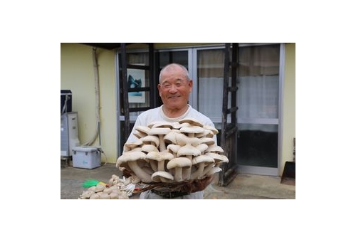沖縄）超特大シメジ収穫　南大東の男性　２０年ぶり