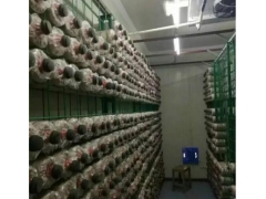 养菌架@湖南养菌架@养菌架厂家直销@批发价格图1