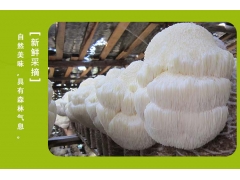 猴头菇之乡 猴头菇批发  质优价廉图1