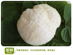 猴头菇之乡 质优价廉猴头菇批发图1