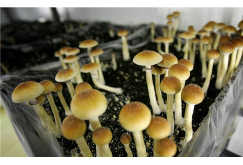 Oakland may decriminalize ‘magic mushrooms.’ What are they, and will California follow?