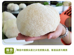 东北猴头菇种植基地 猴头菇批发 质优价廉 新鲜猴头菇上市图1