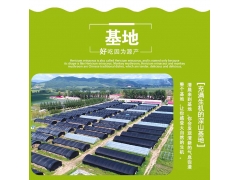 东北猴头菇种植基地 猴头菇批发 质优价廉 新鲜猴头菇上市图2