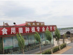 东北猴头菇种植基地 猴头菇批发 质优价廉 新鲜猴头菇上市图3