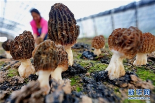 河北迁安：食用菌培育富农家