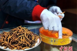 藏北“虫草季”:跟随古稀老人探寻冬虫夏草