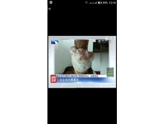 野生菌野生桑树树舌灵芝或者疑似桑树桑黄（上过媒体专家判定）图1