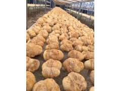 黑龙江海林猴头菇之乡 高品质猴头批发 质优价廉图1