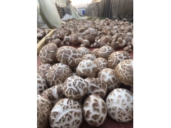 基地直供出口一级香菇图2