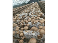 基地直供出口一级香菇图3