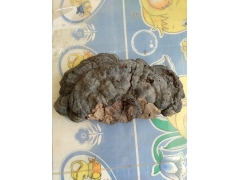 野生菌树舌灵芝图1