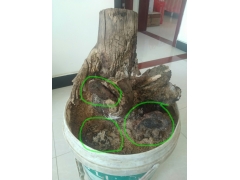 野生菌长在名贵树根下的有和沙长在一起的坚硬蘑菇样树舌灵芝盆景图1