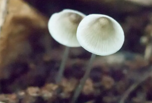'Absurd' that magic mushrooms