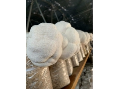 东北猴头菇批发 产地直销 质优价廉图1