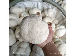 东北猴头菇批发 产地直销 质优价廉图2