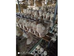 东北猴头菇批发 产地直销 质优价廉图3