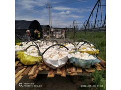 黑龙江海林猴头菇产地直销 质优价廉图1