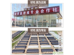 黑龙江海林猴头菇产地直销 质优价廉图2