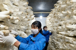 抓住契机搞发展 食用菌带来大效益 ()