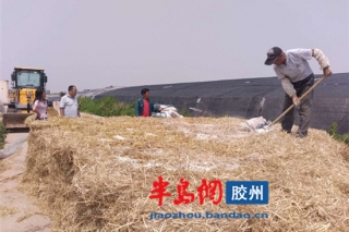 山東膠州用麥秸稈種草菇 益菇園又育新品種 ()