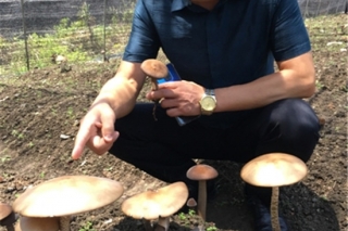 今年野生鸡枞减产价格奇高 宜宾"菌痴"量产"人工鸡枞"