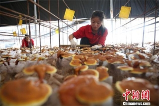 贵州玉屏食用灵芝进入采收旺季