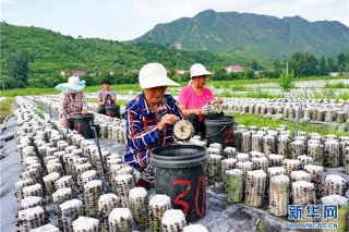 河北青龙:食用菌培育促增收