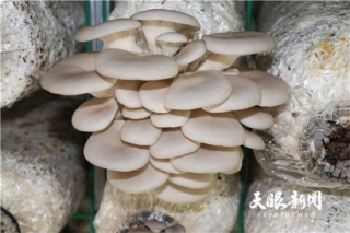 桐梓县小水乡：食用菌出菇，农户笑开颜