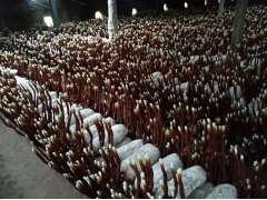 灵芝子实体，灵芝原料。图1