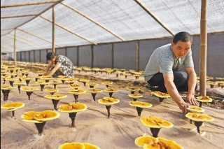 勉县:小灵芝撑起大产业