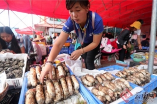 云南野生菌上市旺季 上市量少导致价格飚升