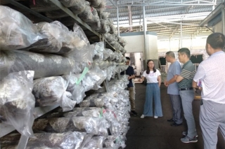 上海食用菌专家于绩溪县指导农技推广示范基地工作