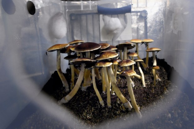 TDP-L-MUSHROOMS-051920-FJA-FJA_0677a