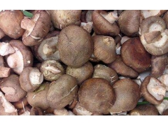 秦岭支脉伏牛山香菇品质好鲜香菇干香菇图2