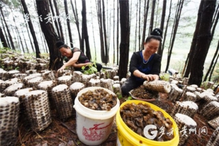 從“深閨”走向全國(guó)餐桌 貴州食用菌未來可期 ()