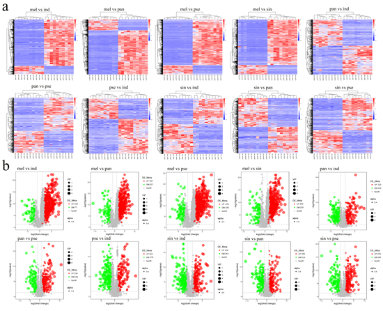 5种松露间比较的热图（A）及差异代表产物的火山图（B）