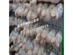 蘑菇网片养殖 食用菌出菇架 平菇出菇网格 蘑菇养菌层架图1